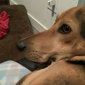 Meet your Posher, Dani